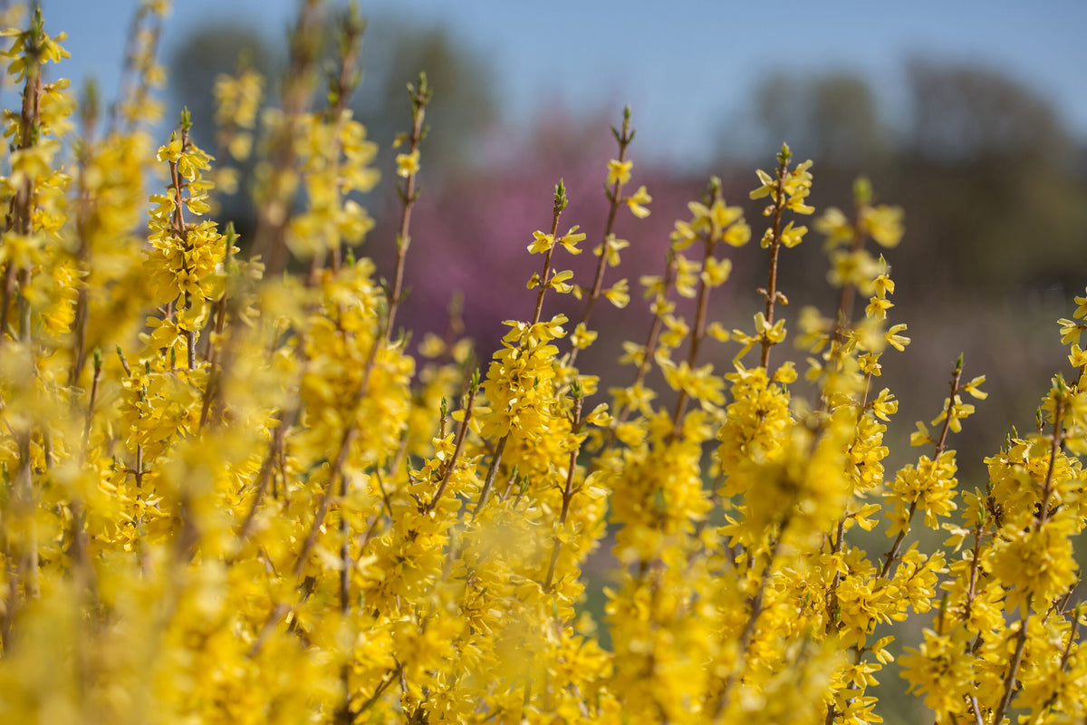 SPRING FLING FORSYTHIA 2gal
