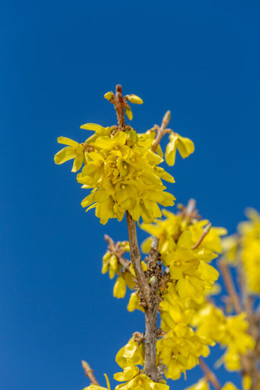 SPRING FLING FORSYTHIA 2gal