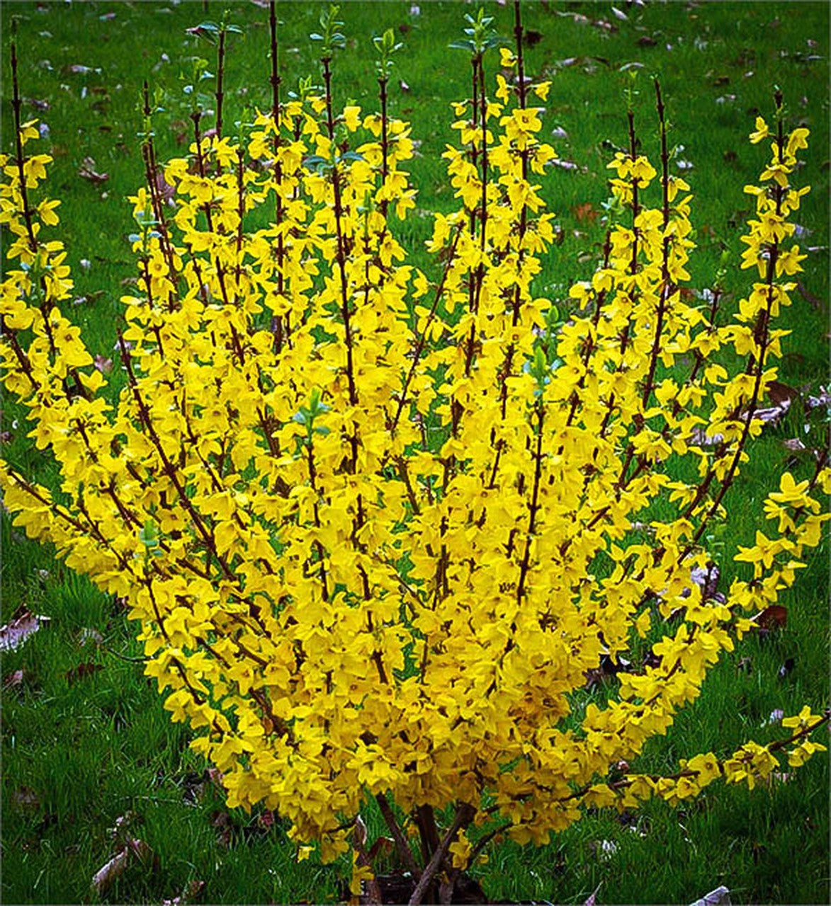 SPRINGSHINE FORSYTHIA 2gal