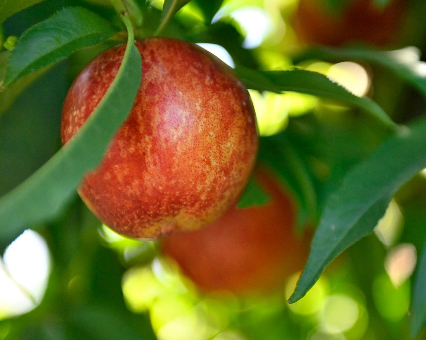 ARCTIC BABE NECTARINE 7gal