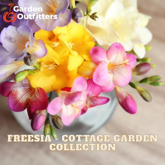 A close-up bouquet of Freesia flowers in multiple colors including yellow, pink, purple, and white, with text reading 'Freesia - Cottage Garden Collection' and a Garden Outfitters logo.