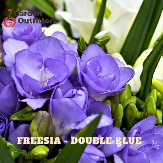 Close-up of purple freesia flowers with green leaves and buds, with white flowers blurred in the background. Text overlay reads 'FREESIA - DOUBLE BLUE' and a 'Garden Outfitters' logo appears in the top left.