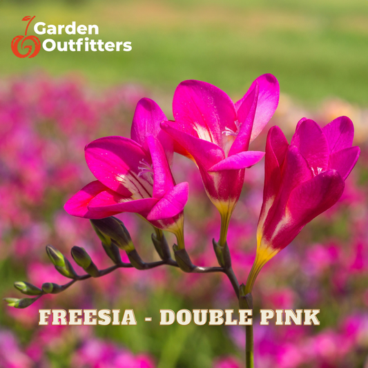 Three bright double pink freesia flowers in bloom on a stem, with a blurred field of similar flowers in the background. The text 'Garden Outfitters' appears in the top left, and 'FREESIA - DOUBLE PINK' is written at the bottom.