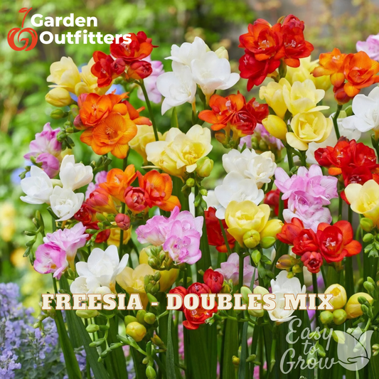 A dense cluster of colorful freesia flowers in shades of red, orange, yellow, pink, and white, with green stems and leaves, set against a blurred garden background. Text overlays read 'Garden Outfitters', 'FREESIA - DOUBLES MIX', and 'Easy to Grow'.