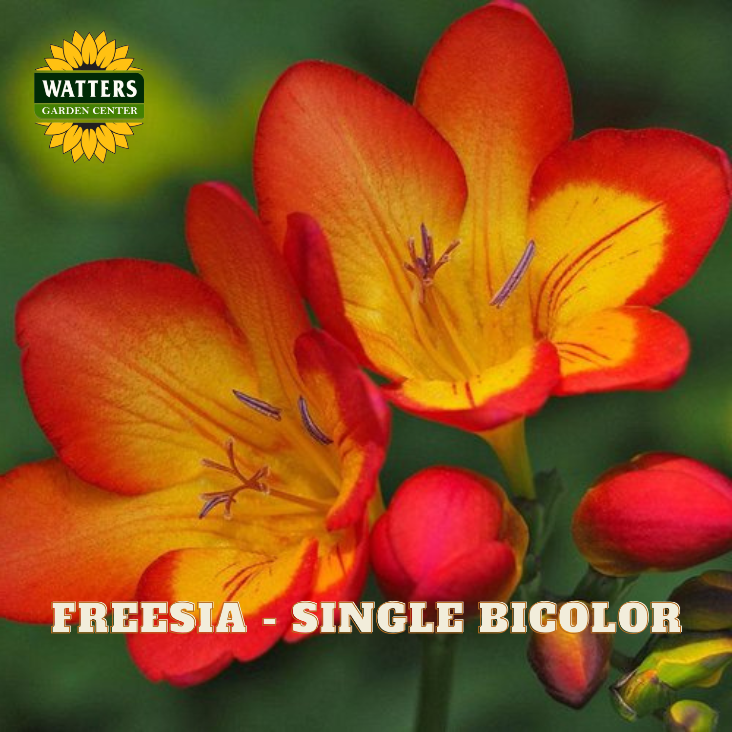 Close-up of orange and yellow freesia flowers with Watters Garden Center logo.