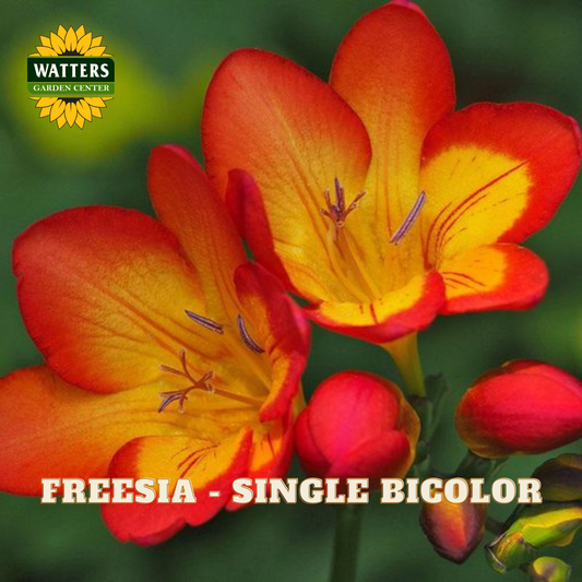 Close-up of orange and yellow freesia flowers with Watters Garden Center logo.