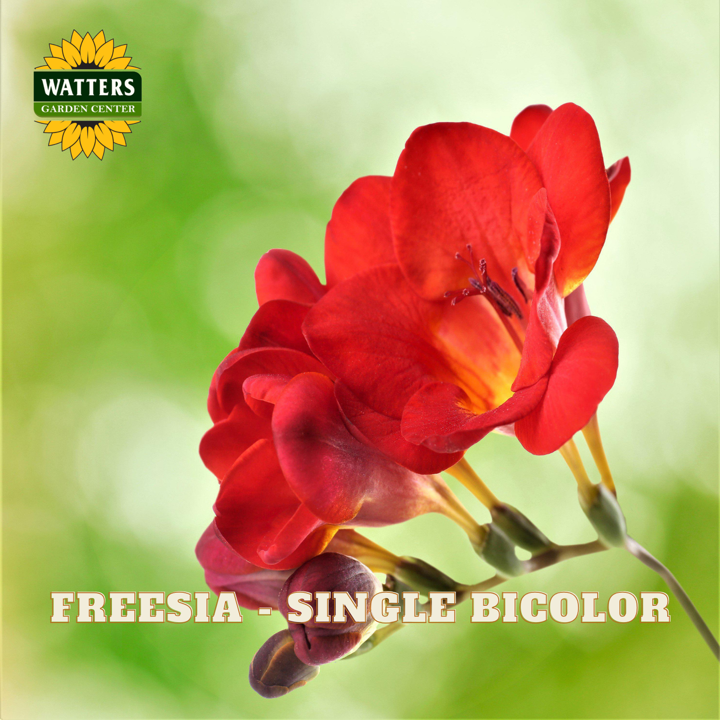Red freesia flower with a blurred green background and Watters Garden Center logo.
