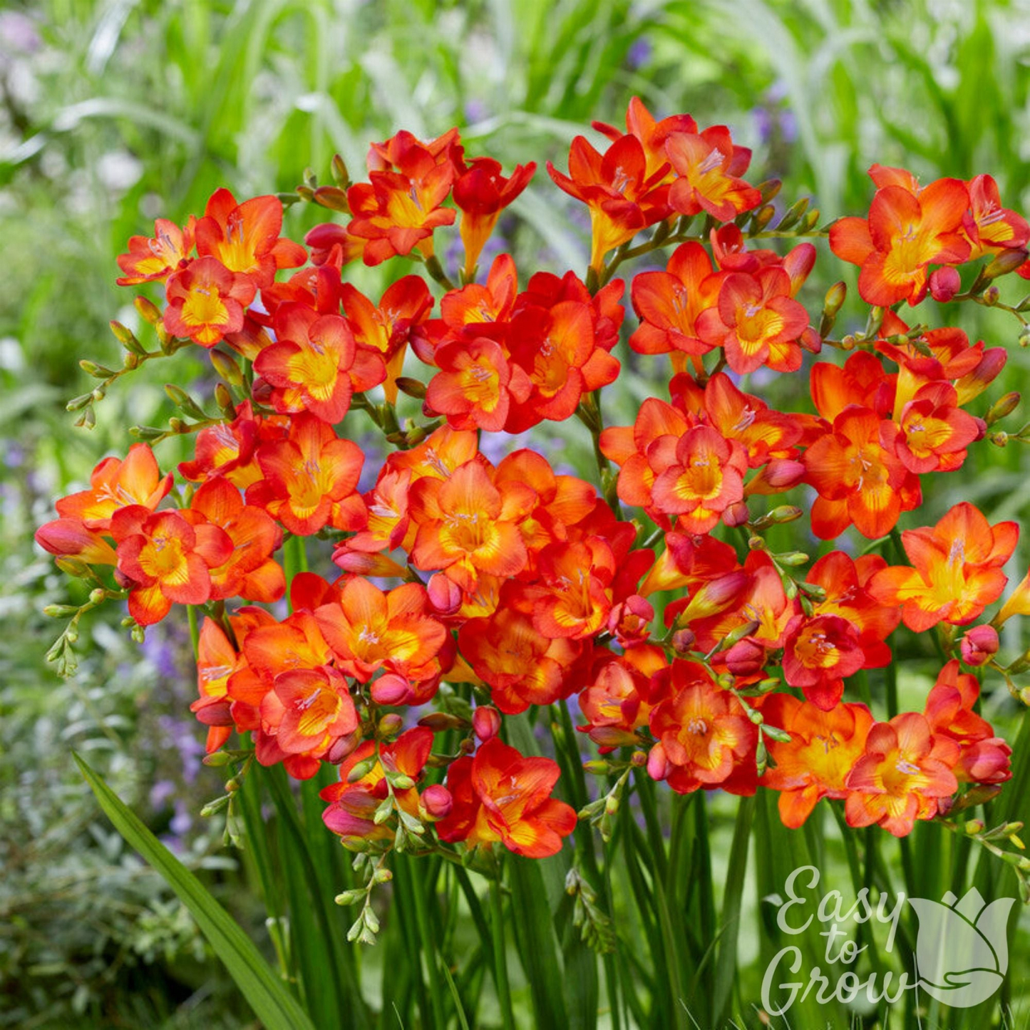 Bouquet of orange and red flowers with green leaves on a blurred natural background