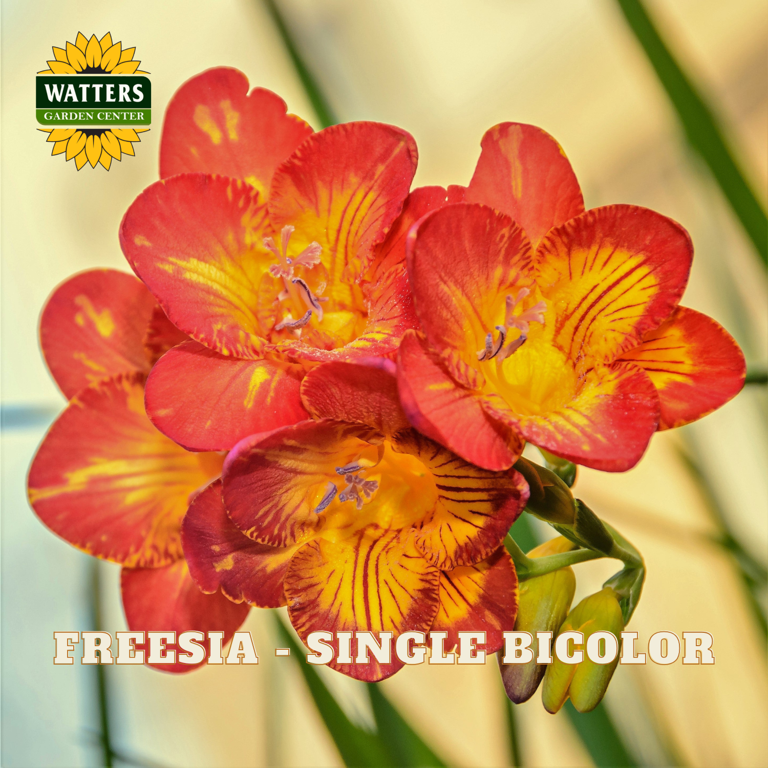 Freesia flowers with a Watters Garden Center logo in the corner.