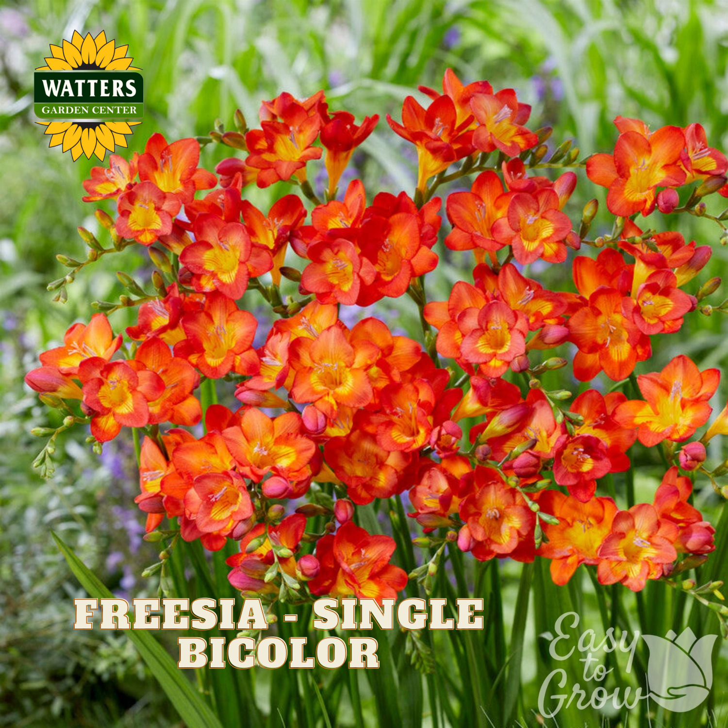 Bouquet of orange and red freesia flowers with Watters Garden Center branding.