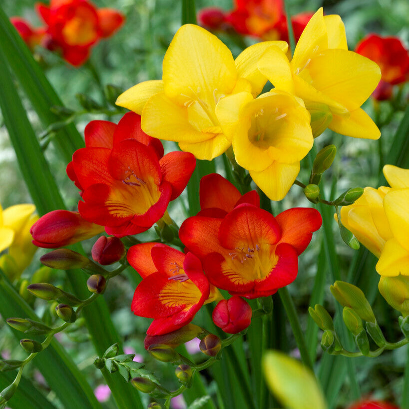Freesia - Burning Embers Collection