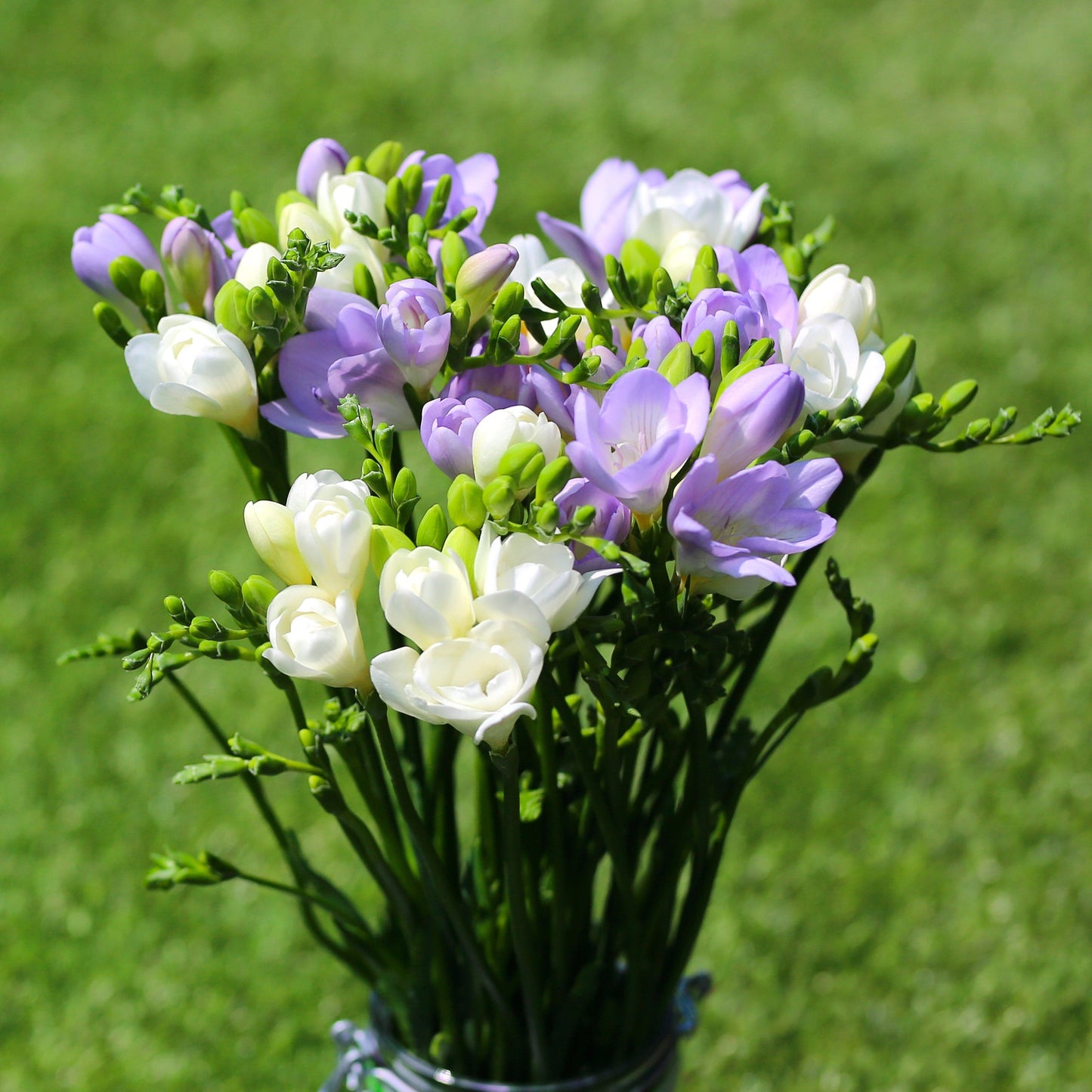 Freesia - Clear Skies Collection