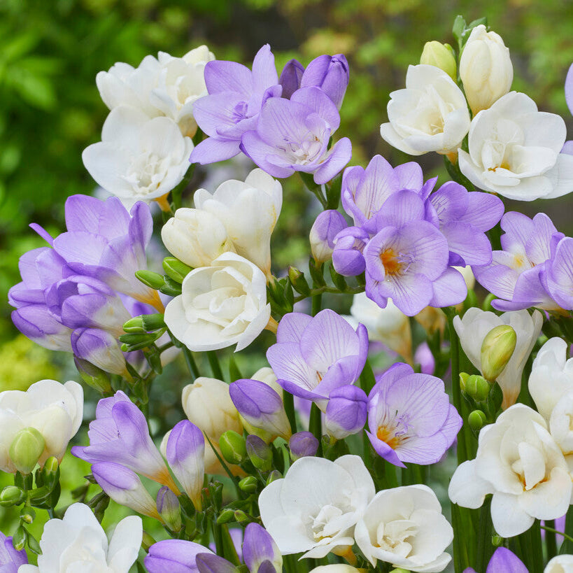 Freesia - Clear Skies Collection