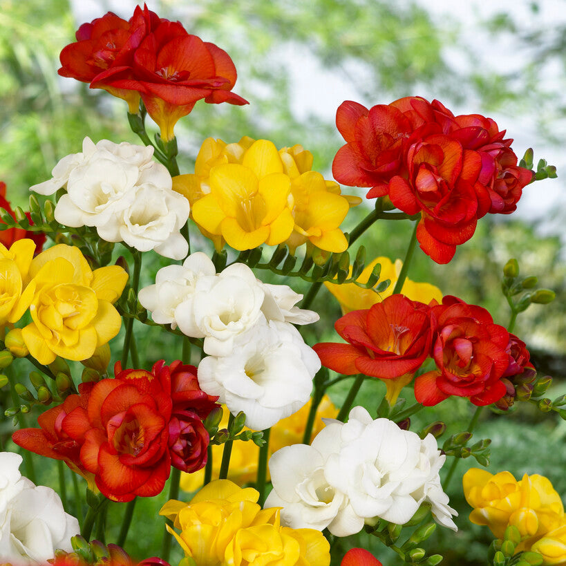 Freesia - Fire & Ice Collection