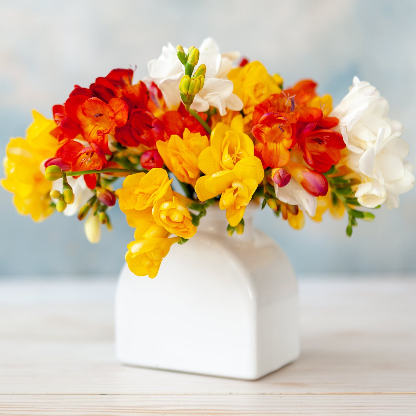 Freesia - Fire & Ice Collection