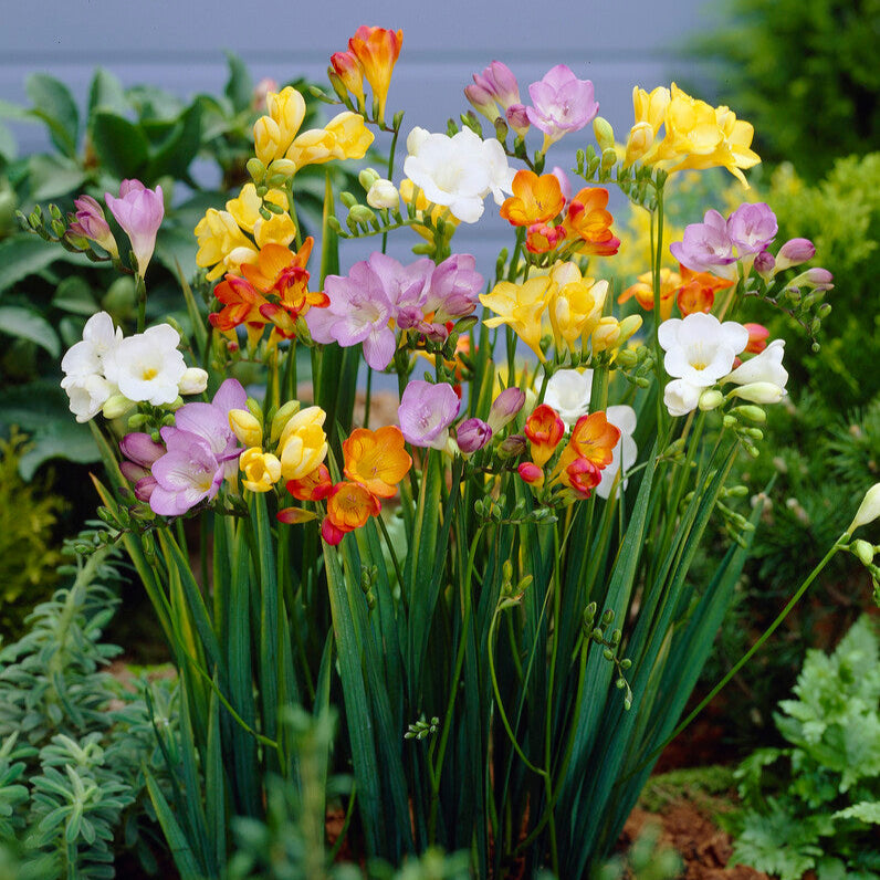Freesia - Singles Mix