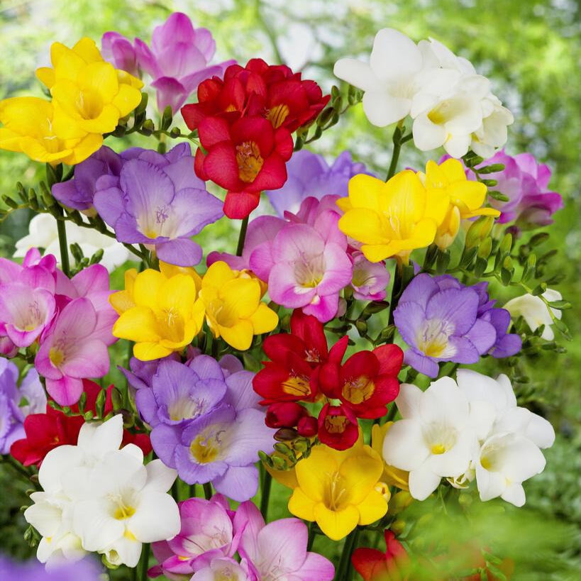 Freesia - Singles Mix