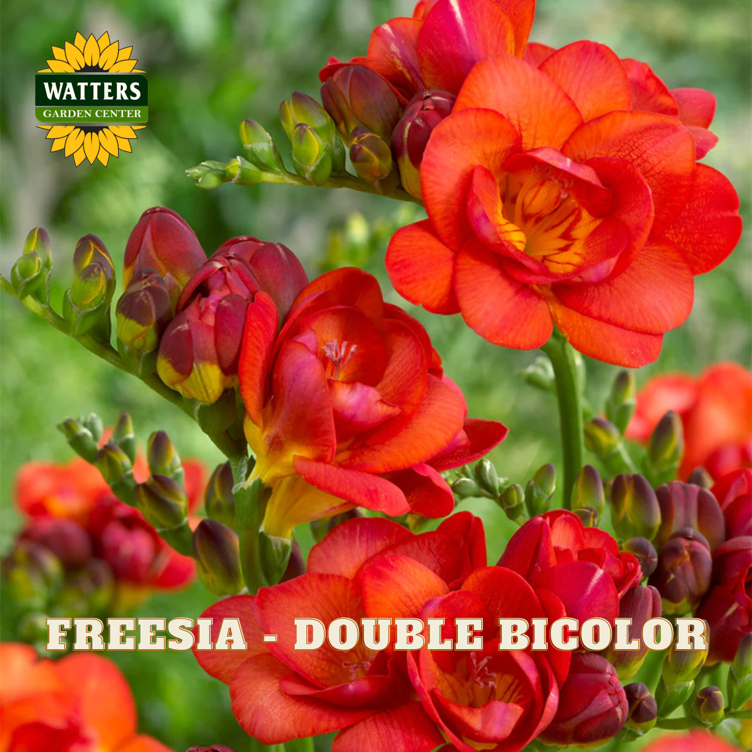 Red and orange freesia flowers with buds, labeled 'Freesia - Double Bicolor', on a blurred green background.
