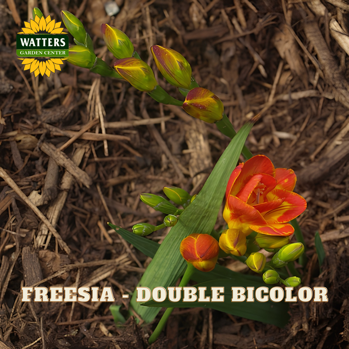 Freesia plant with double bicolor flowers on a mulched ground background, featuring Watters Garden Center logo.