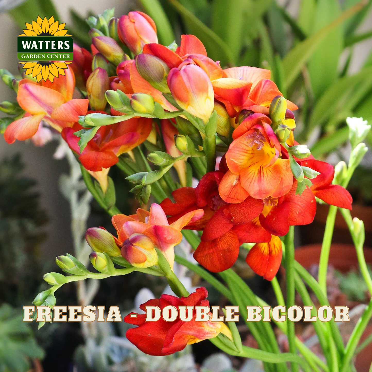 Bouquet of double bicolor freesia flowers with Watters Garden Center logo.