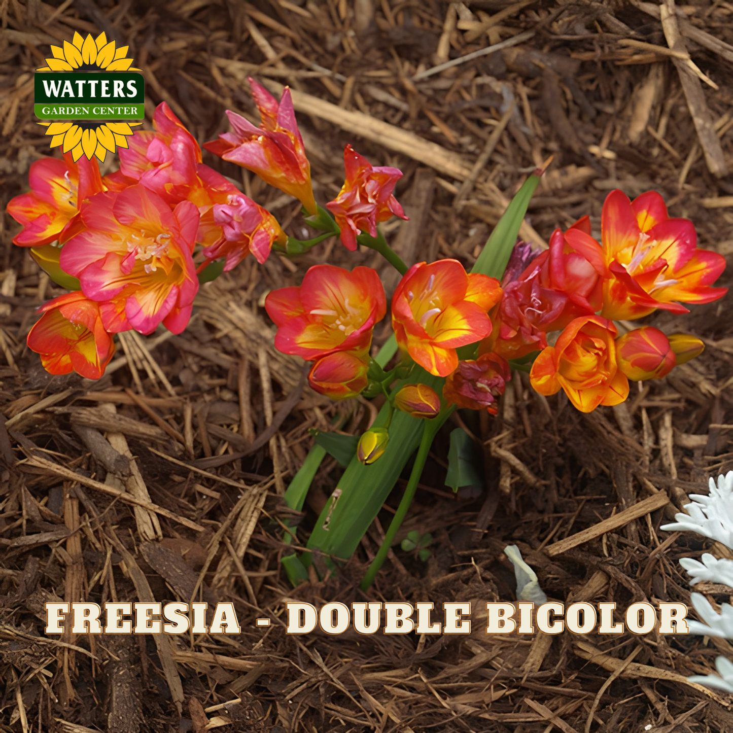 Freesia flowers with 'Watters Garden Center' logo on a mulched background