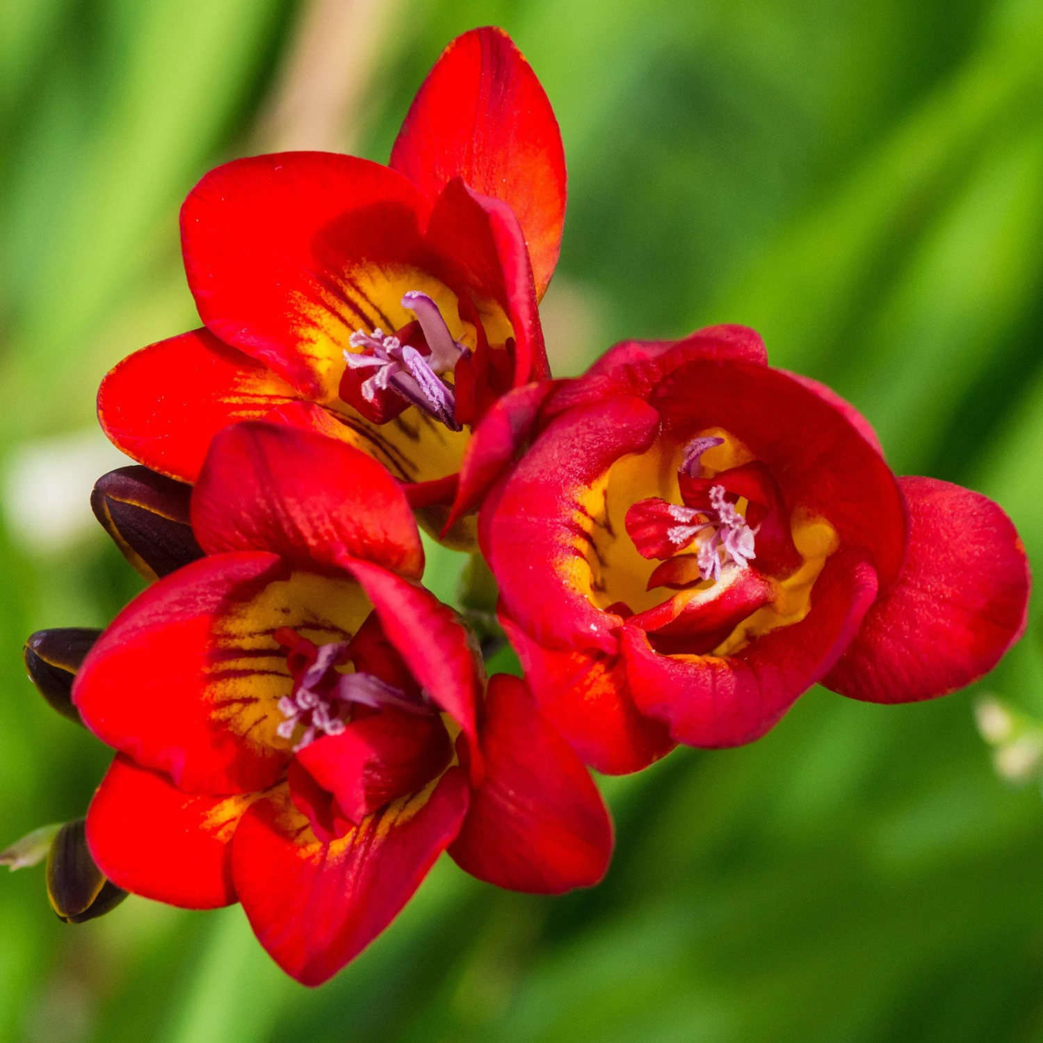 Three red flowers with yellow centers on a blurred green background