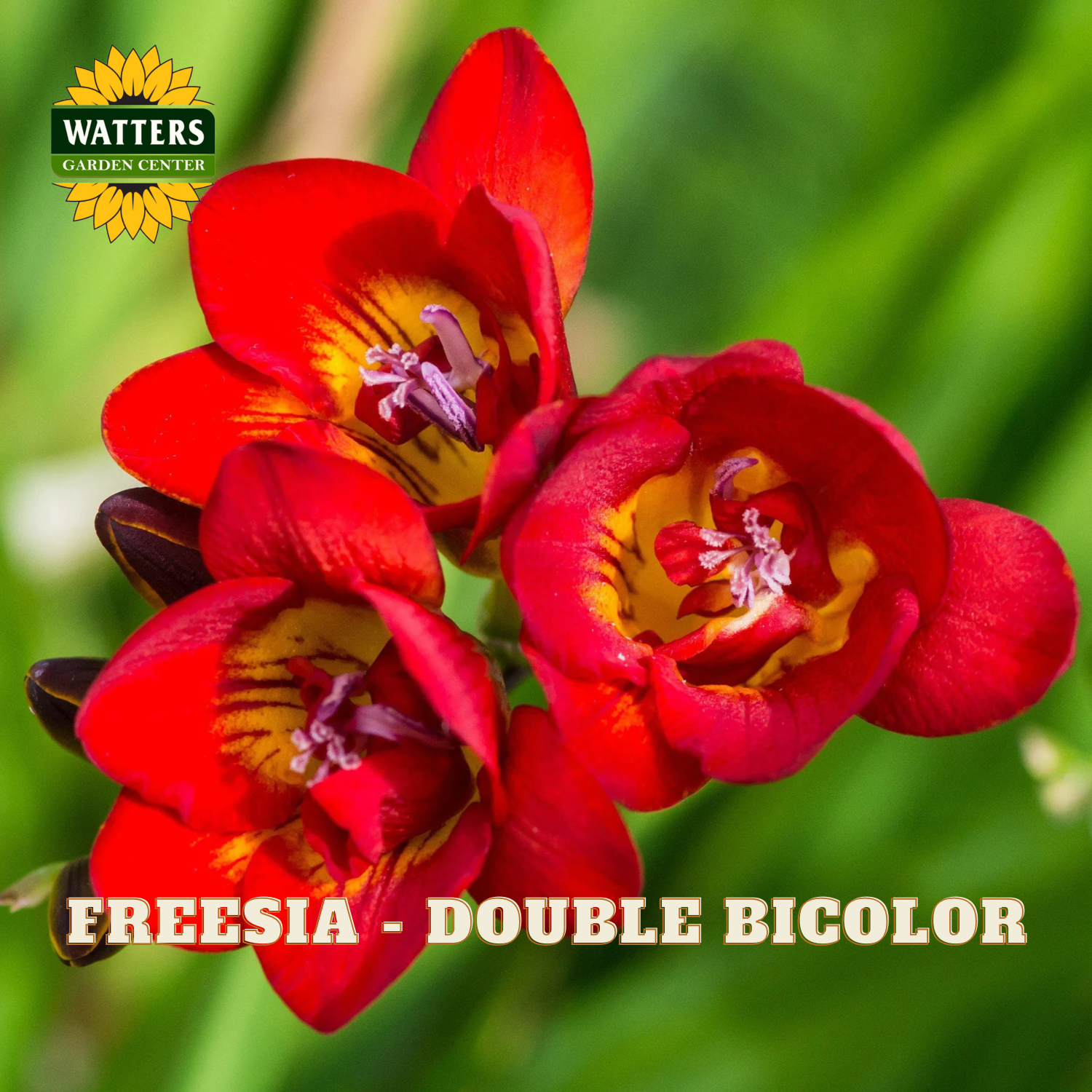 Red and yellow freesia flowers with Watters Garden Center logo.
