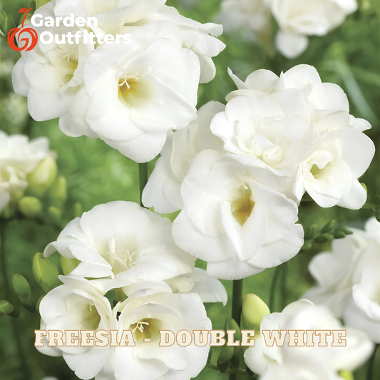 White freesia flowers in a close-up garden-style photo with green foliage and a Garden Outfitters logo in the top left. Text at the bottom reads 'FREESIA - DOUBLE WHITE'.