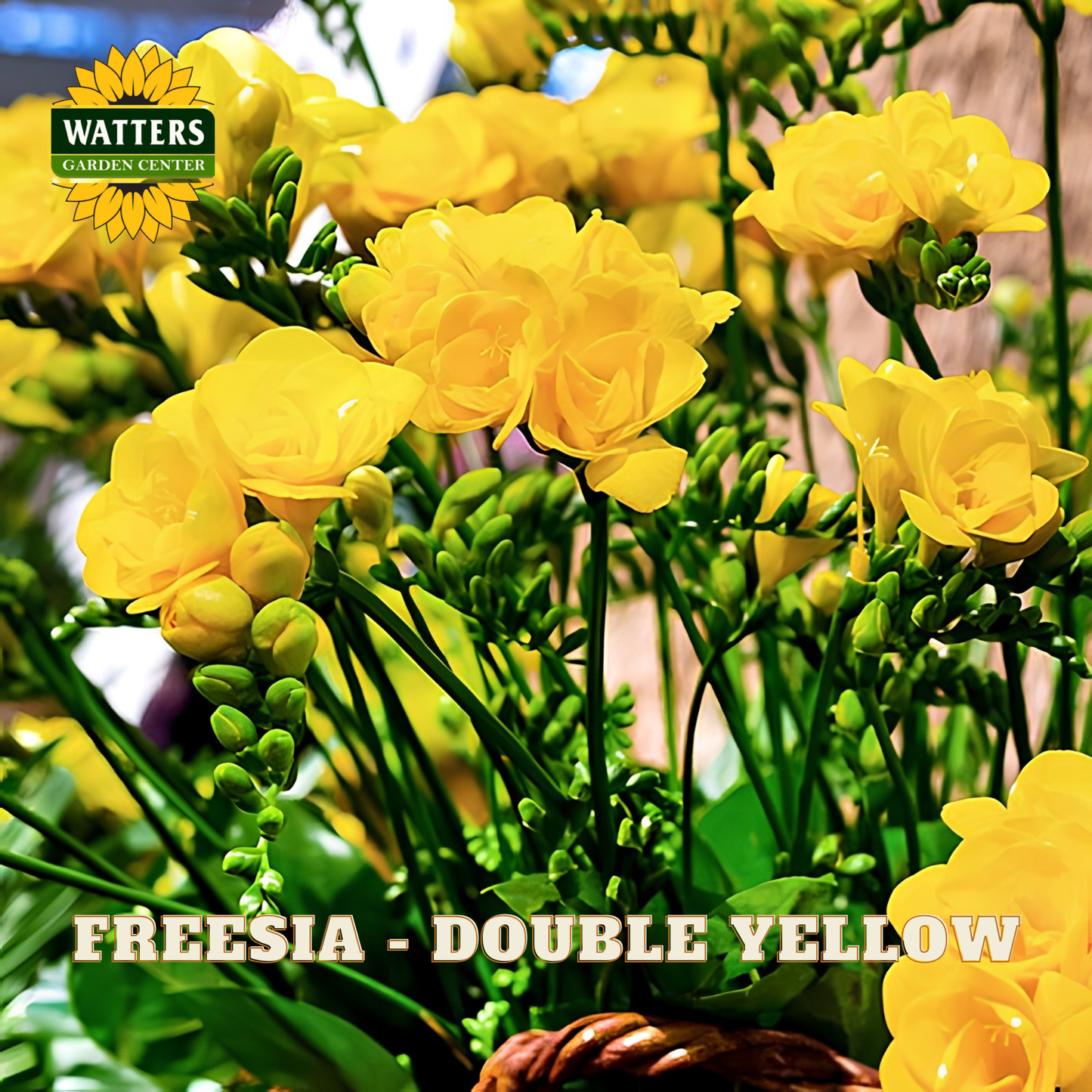 Close-up of bright yellow freesia flowers with green stems and buds, with the text 'FREESIA - DOUBLE YELLOW' and a 'WATTERS GARDEN CENTER' logo overlaid on the image.