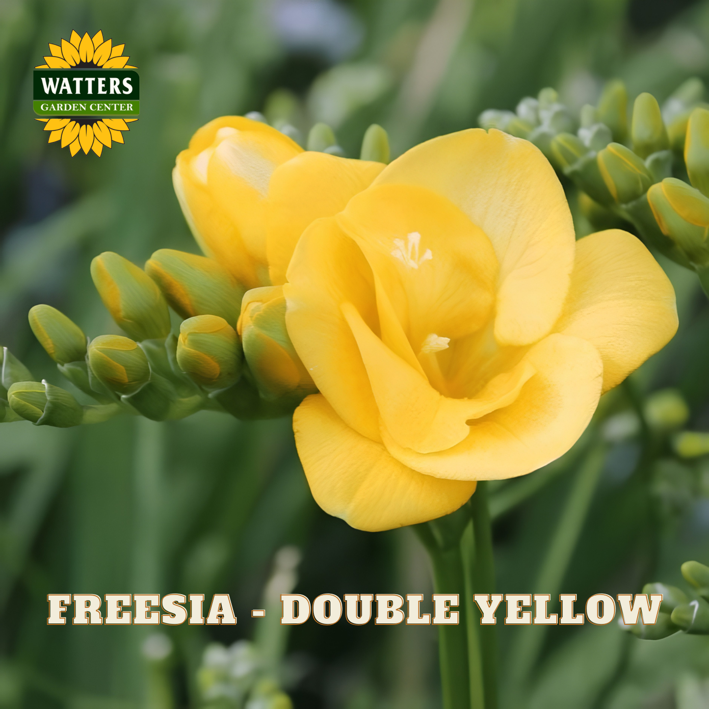 A close-up of a bright yellow freesia flower with green buds and leaves, shown in a garden-style setting. The Watters Garden Center logo appears in the top left, and the text 'FREESIA - DOUBLE YELLOW' appears at the bottom.