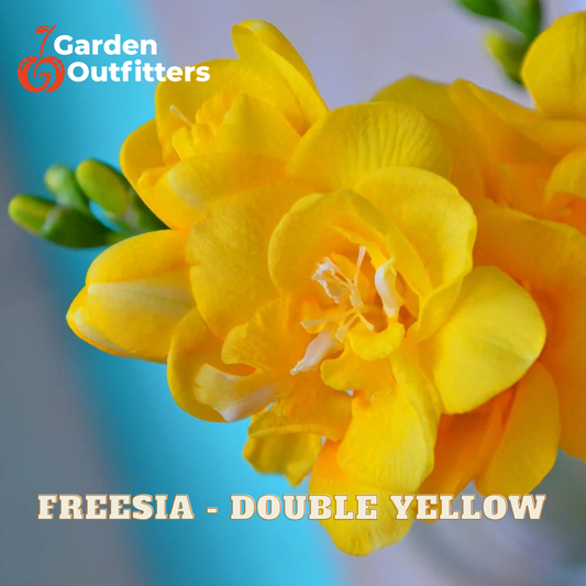 Close-up of bright yellow freesia flowers with green buds on a soft blue background, with the text 'FREESIA - DOUBLE YELLOW' and a Garden Outfitters logo.
