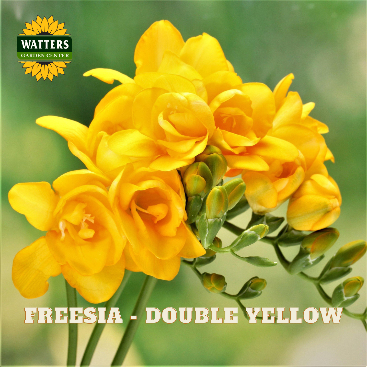 A close-up of bright yellow freesia flowers with green stems and buds on a soft blurred green background. The Watters Garden Center logo appears in the top left, and the text 'FREESIA - DOUBLE YELLOW' is printed across the bottom.