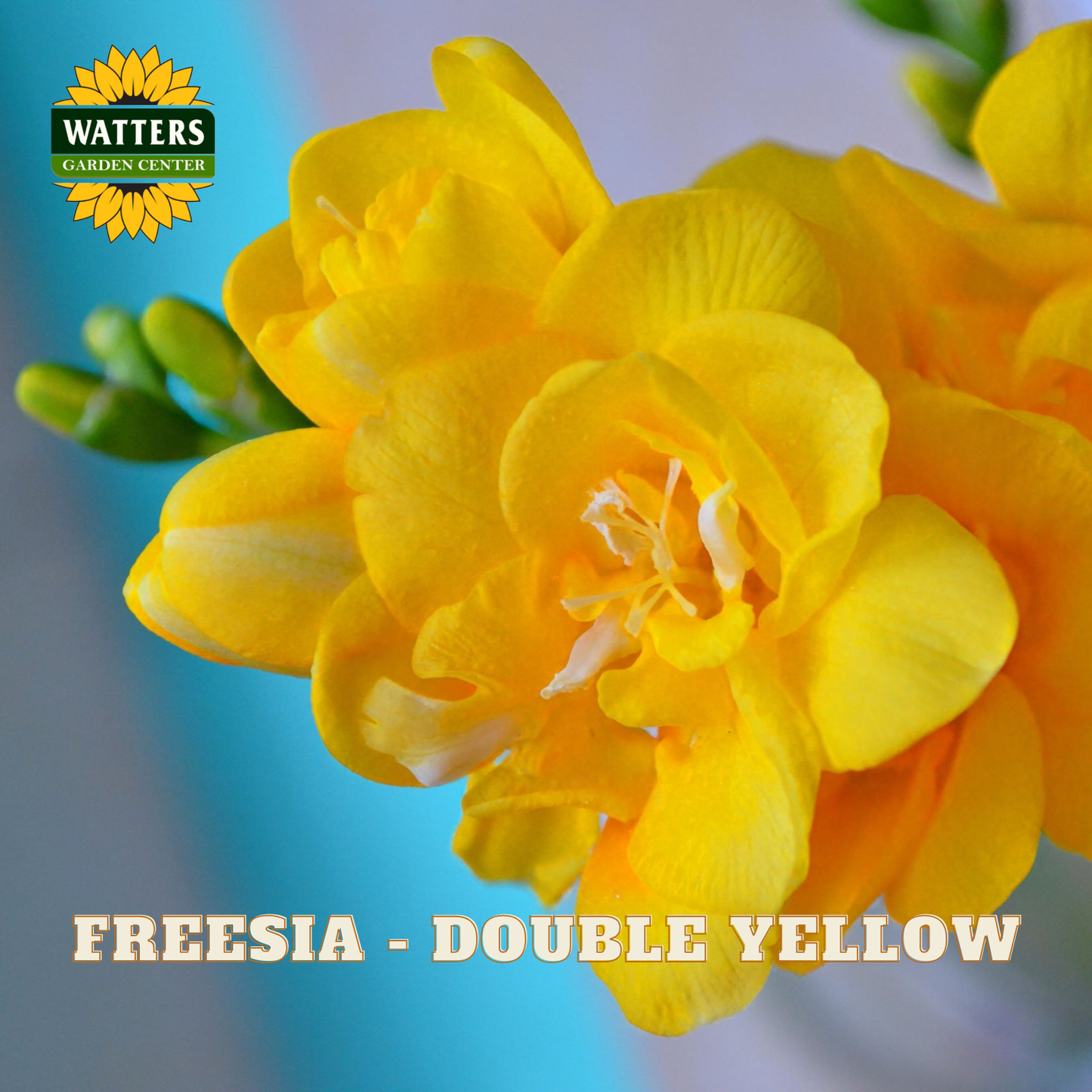Close-up of bright yellow freesia flowers with green buds and the text 'WATTERS GARDEN CENTER' and 'FREESIA - DOUBLE YELLOW' on a blue and white background.