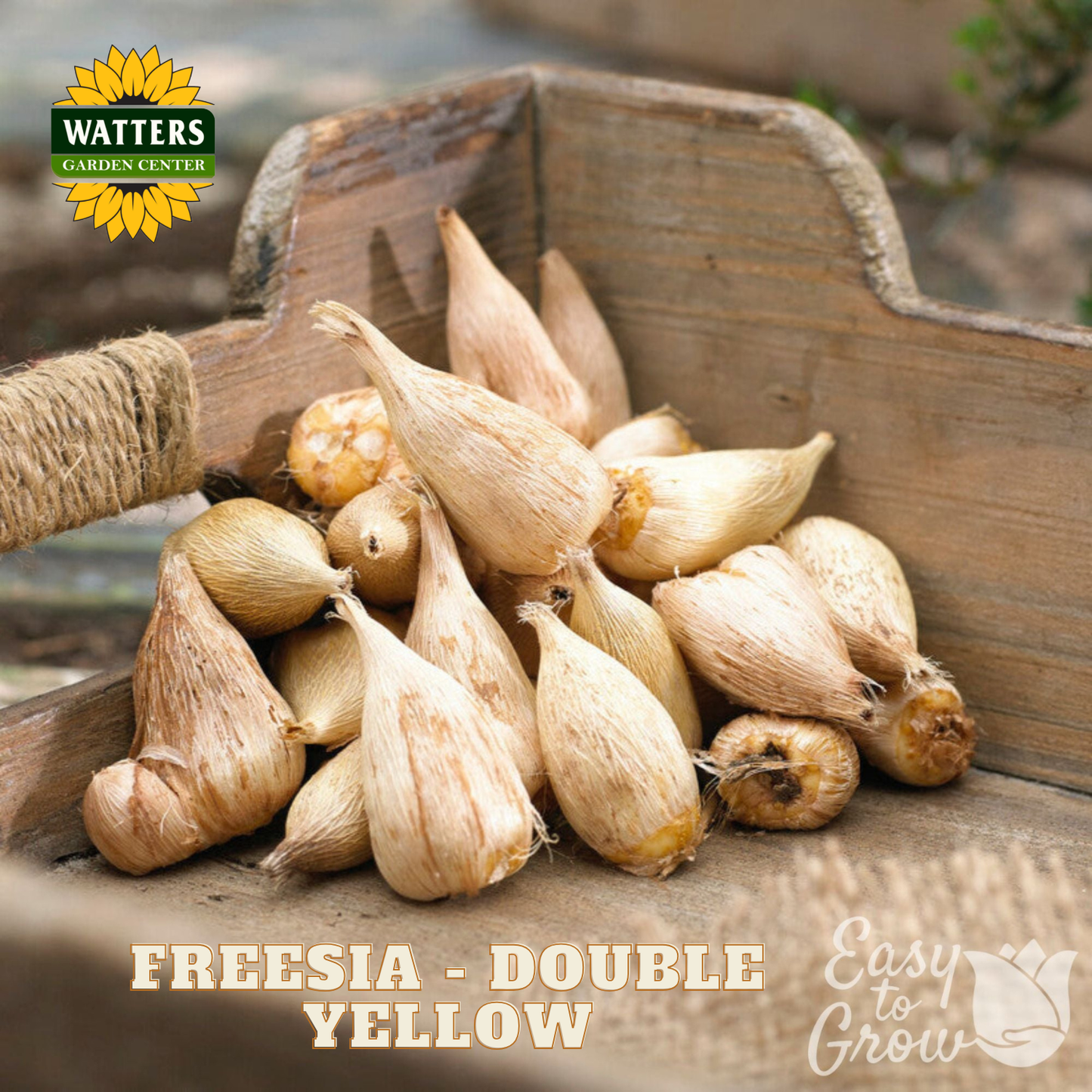 A pile of Freesia double yellow bulbs with dried pale yellow-brown skins, displayed in a rustic wooden crate. The Watters Garden Centre logo is in the top-left corner, and 'FREESIA - DOUBLE YELLOW' and 'Easy to Grow' text overlays are at the bottom.