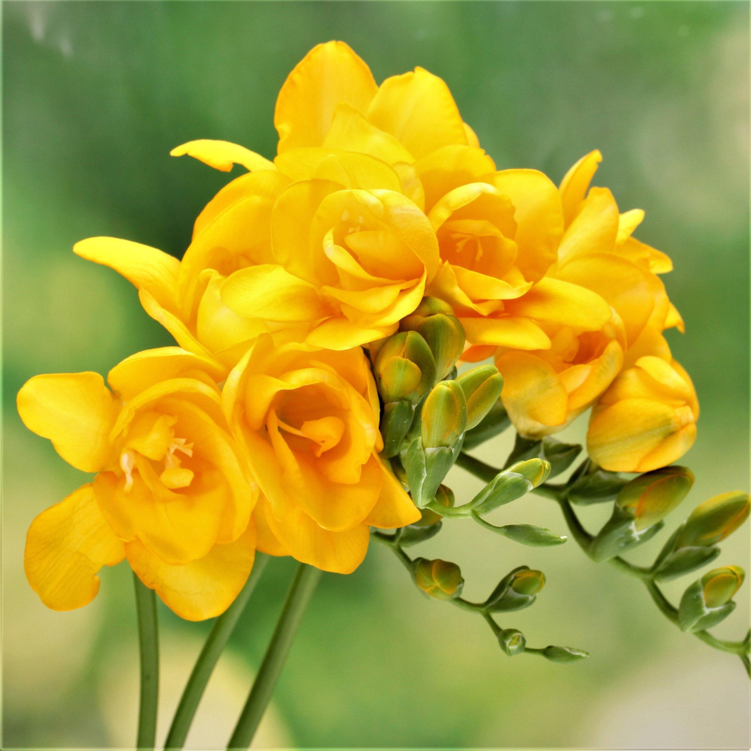 A close-up cluster of bright yellow narcissus flowers with green buds and stems against a soft, blurred green background.