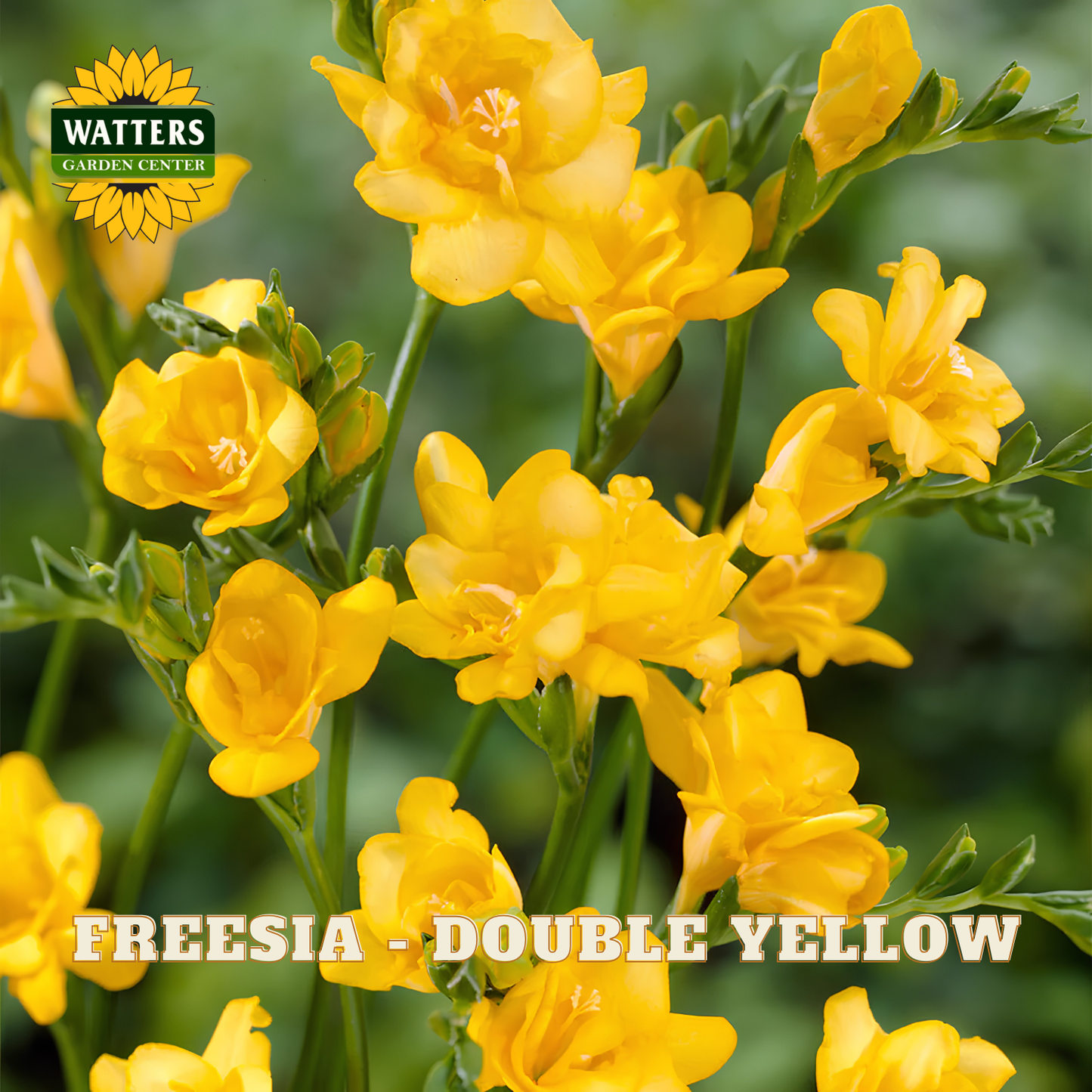 Close-up of bright yellow freesia flowers on a plant with green stems and leaves, with the text 'FREESIA - DOUBLE YELLOW' and a Watters Garden Centers logo.