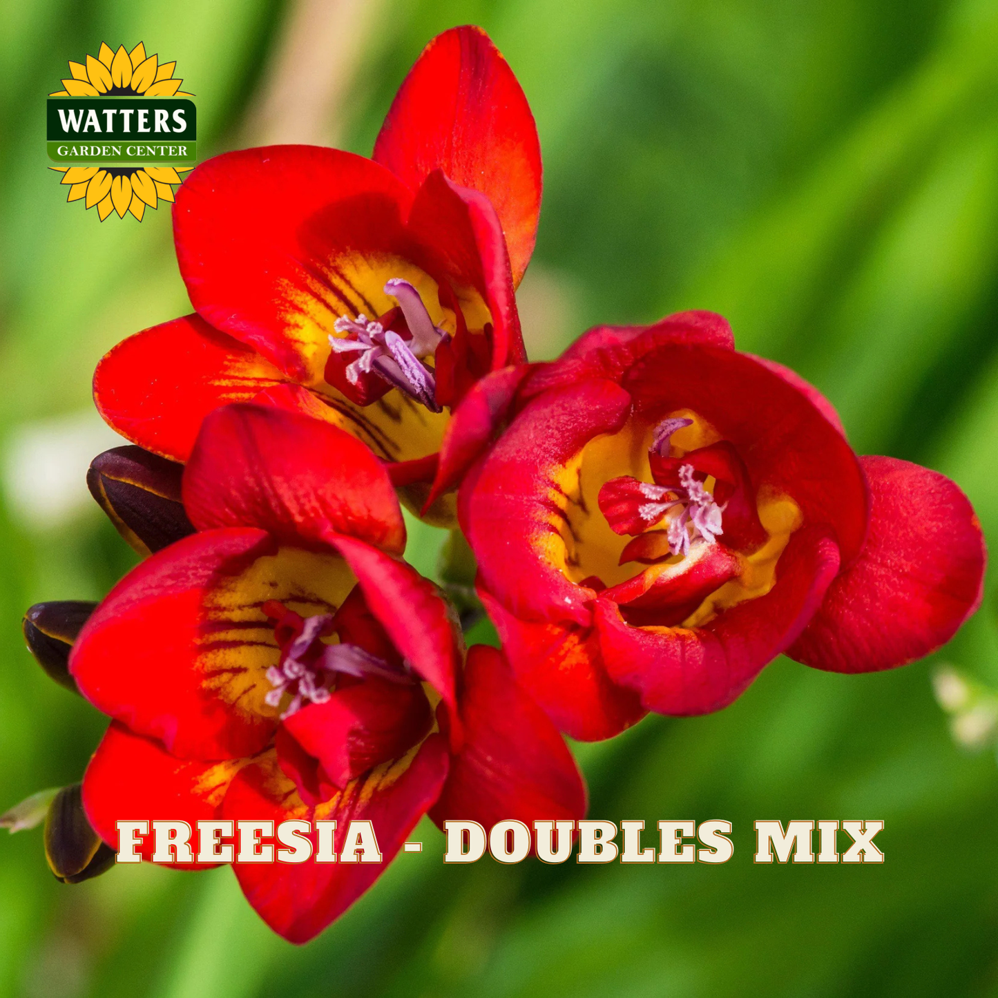 Red freesia flowers with a blurred green background and Watters Garden Center logo.