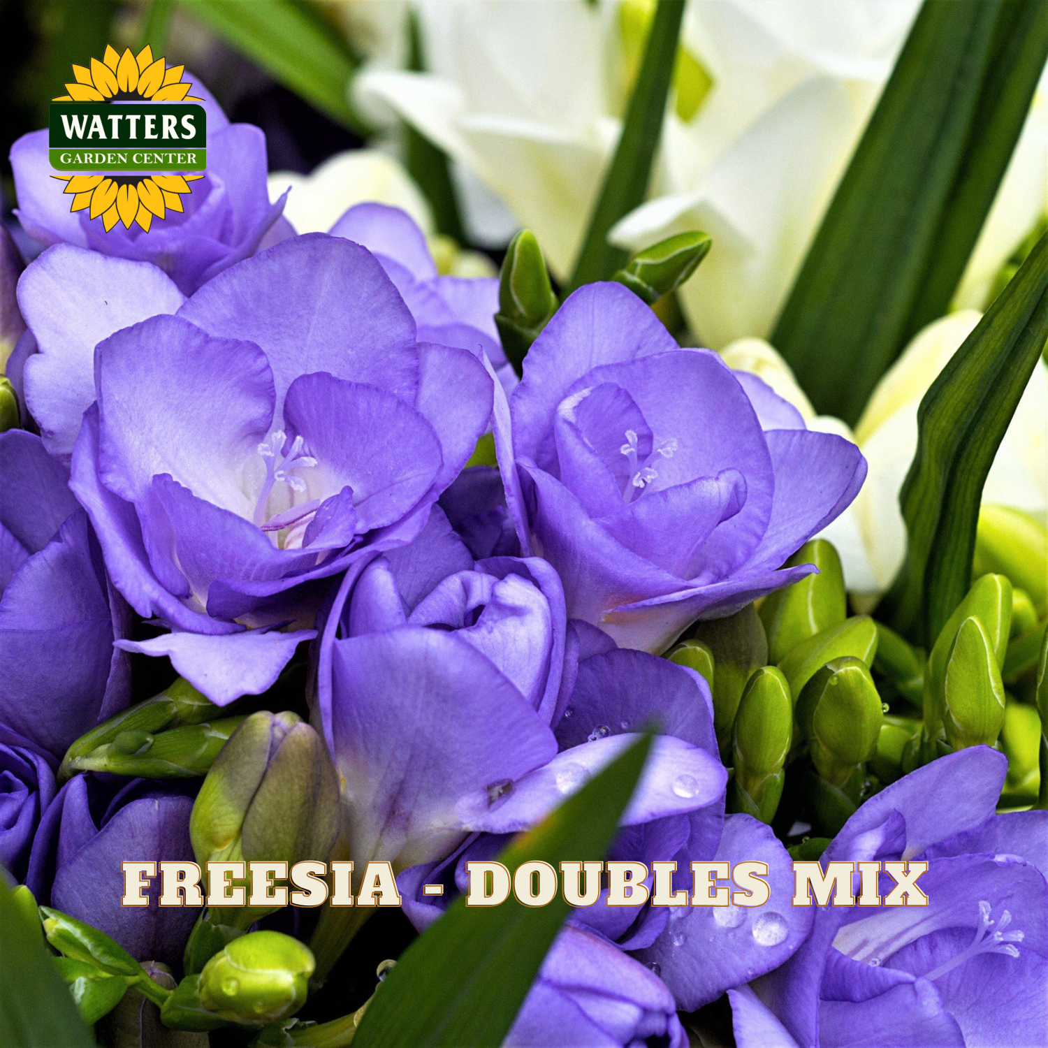 Bouquet of purple freesia flowers with green leaves, featuring Watters Garden Center logo.
