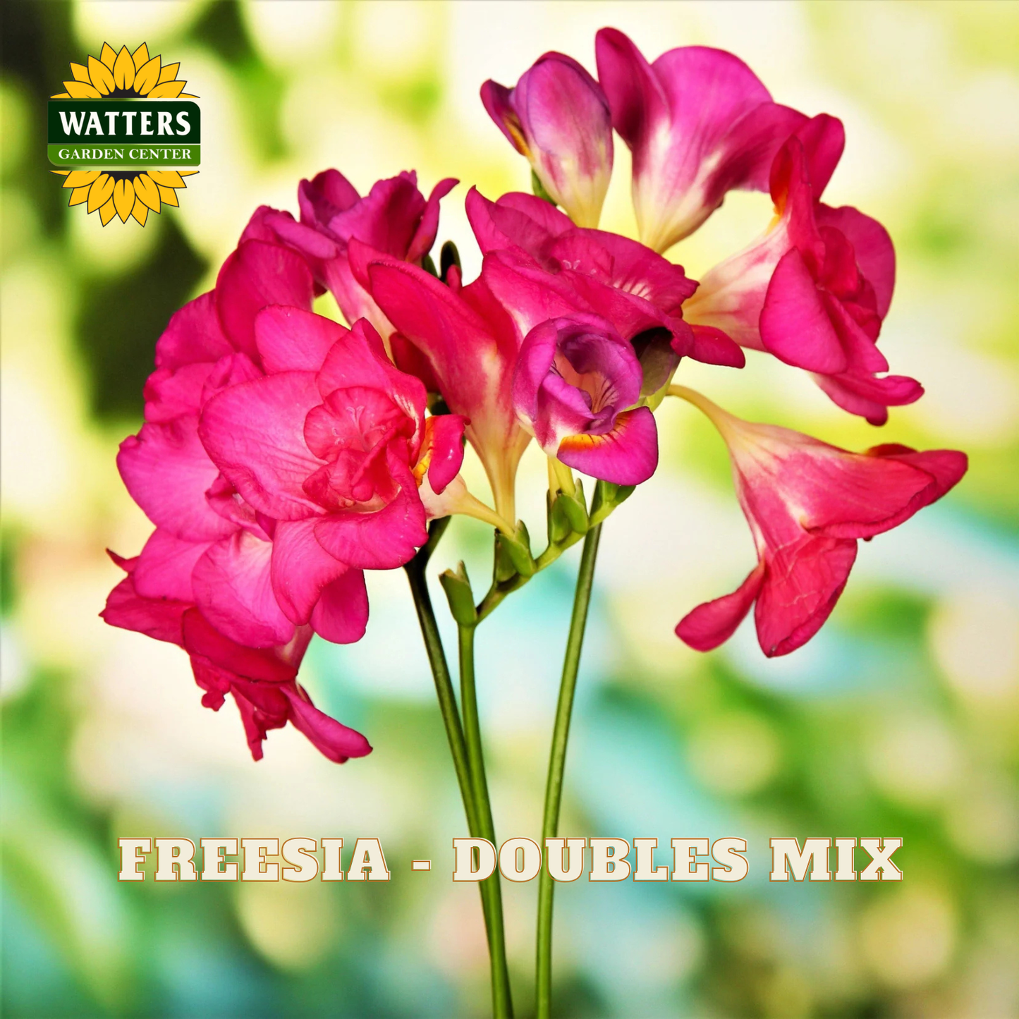 Freesia flowers with Watters Garden Center logo on a blurred garden background