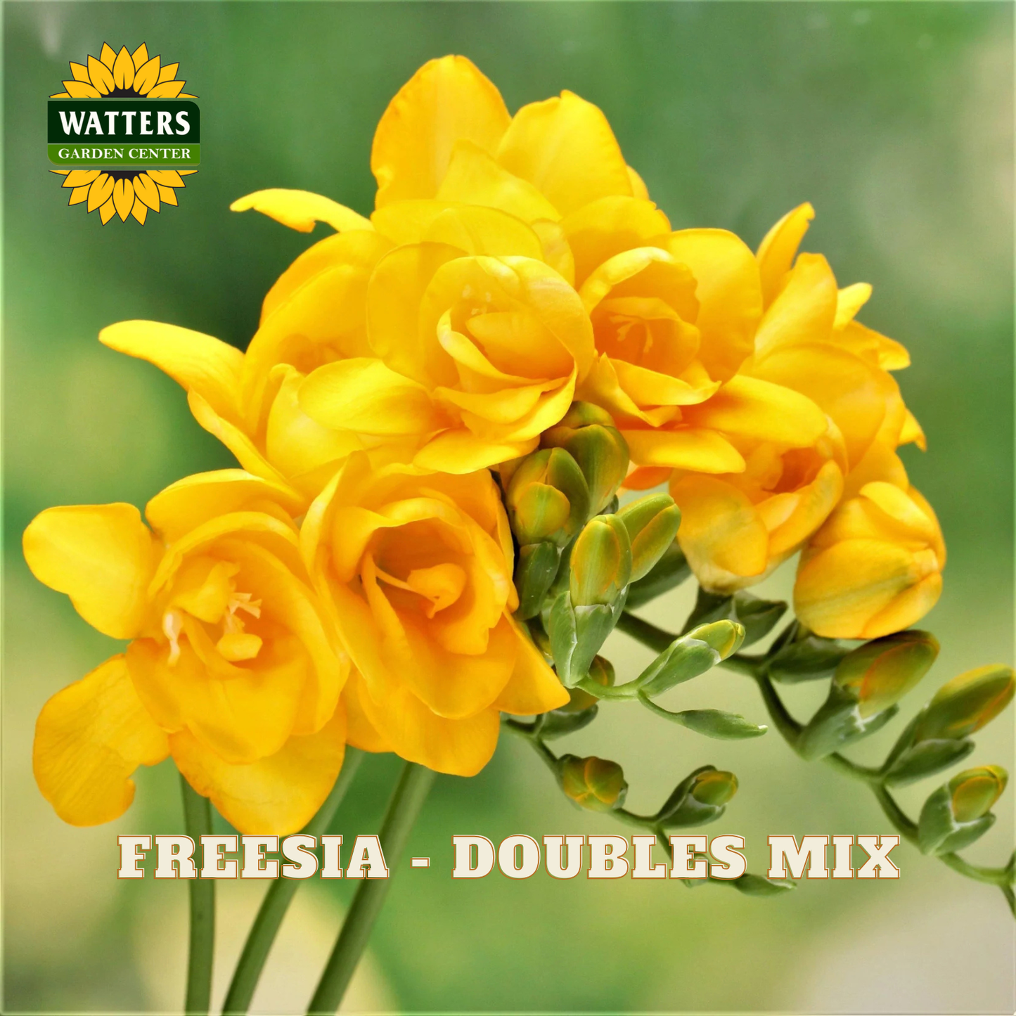 Bouquet of yellow freesia flowers with Watters Garden Center logo.
