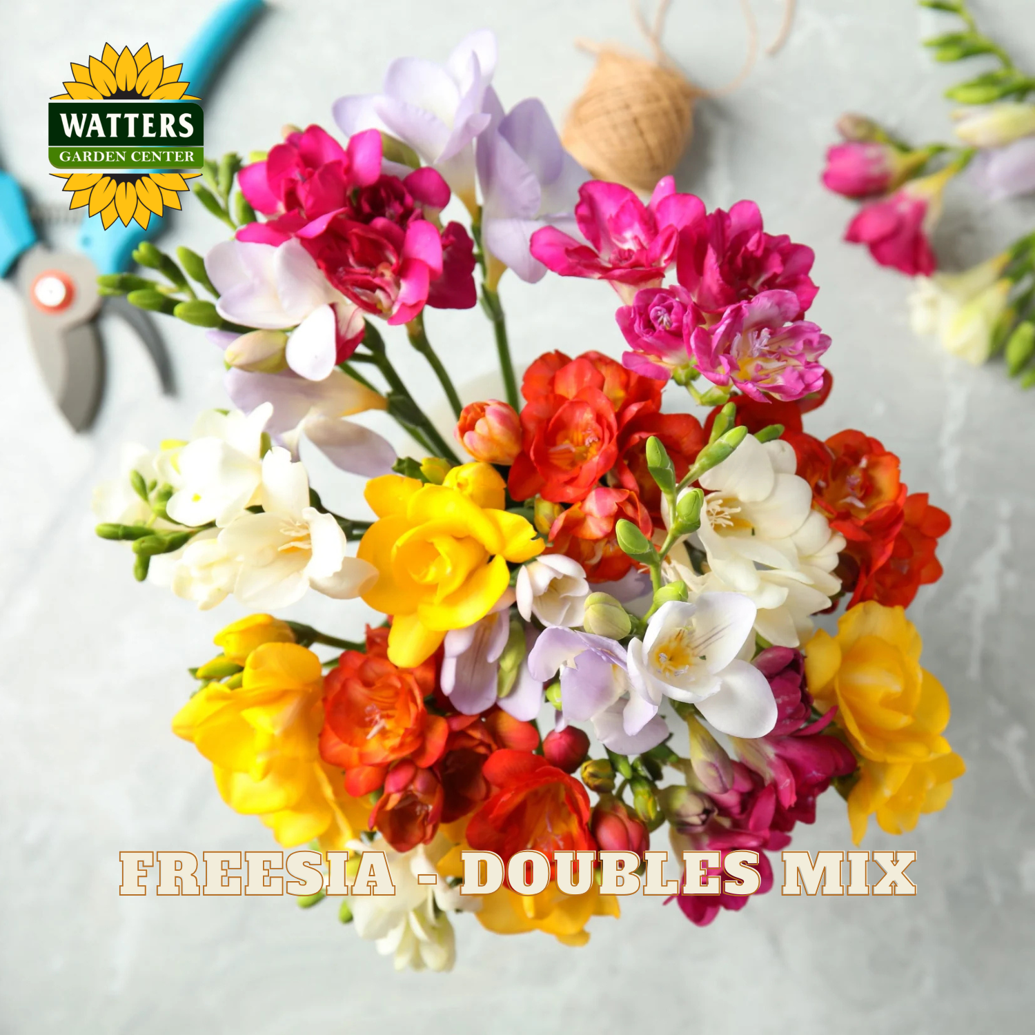 Bouquet of colorful freesia flowers with Watters Garden Center branding.