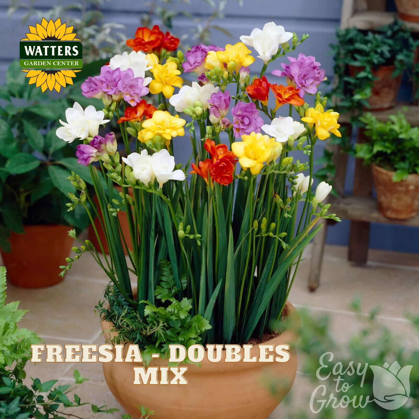 Potted freesia plant with colorful flowers in a garden setting, featuring Watters Garden Center branding.