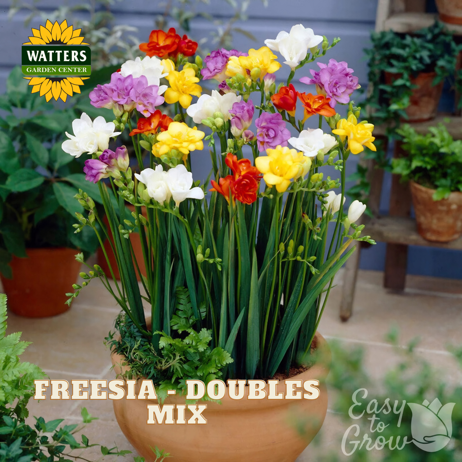 Potted freesia plant with colorful flowers in a garden setting, featuring Watters Garden Center branding.