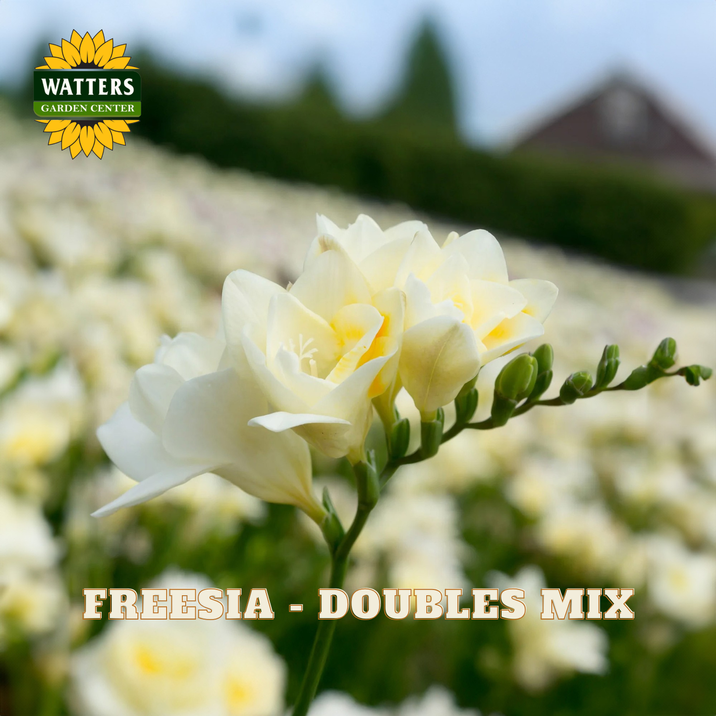 White freesia flowers with a blurred garden background and Watters Garden Center logo.