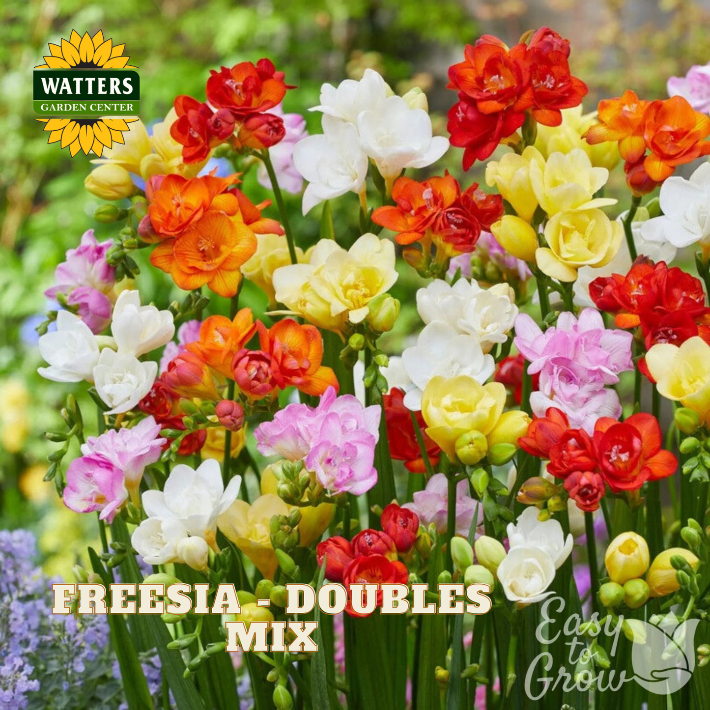 Colorful freesia flowers with Watters Garden Center branding.