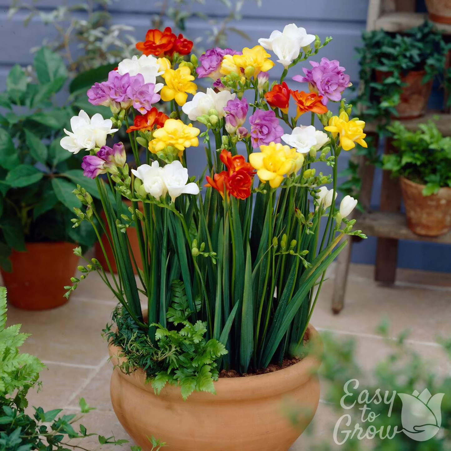 Potted plant with colorful flowers in a garden setting