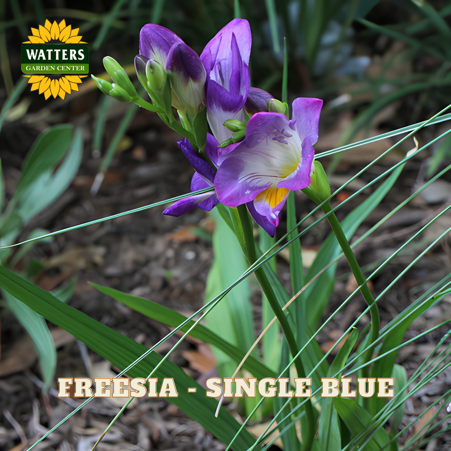 Purple freesia flowers with green leaves growing outdoors on a mulched ground, with the text 'FREESIA - SINGLE BLUE' and a 'WATTERS GARDEN CENTER' logo.