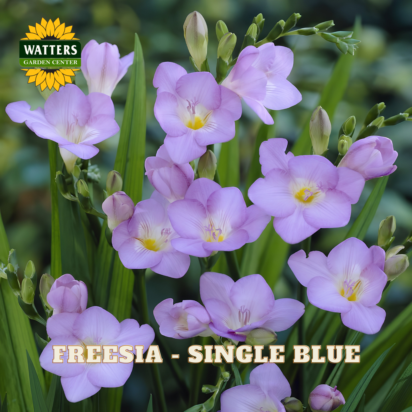 A cluster of light blue freesia flowers with green leaves and buds, shown in a garden-style close-up. The image includes a Watters Garden Center logo in the top left and the text 'FREESIA - SINGLE BLUE' at the bottom.