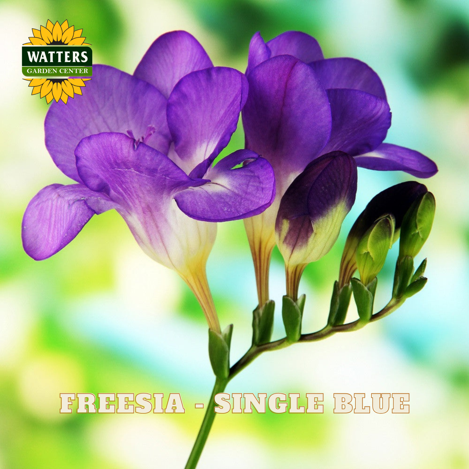 Purple freesia flowers with white and yellow centers on a green stem, shown against a soft blurred green and blue background. The Watters Garden Centre logo appears in the top left, and the text 'FREESIA - SINGLE BLUE' is at the bottom.