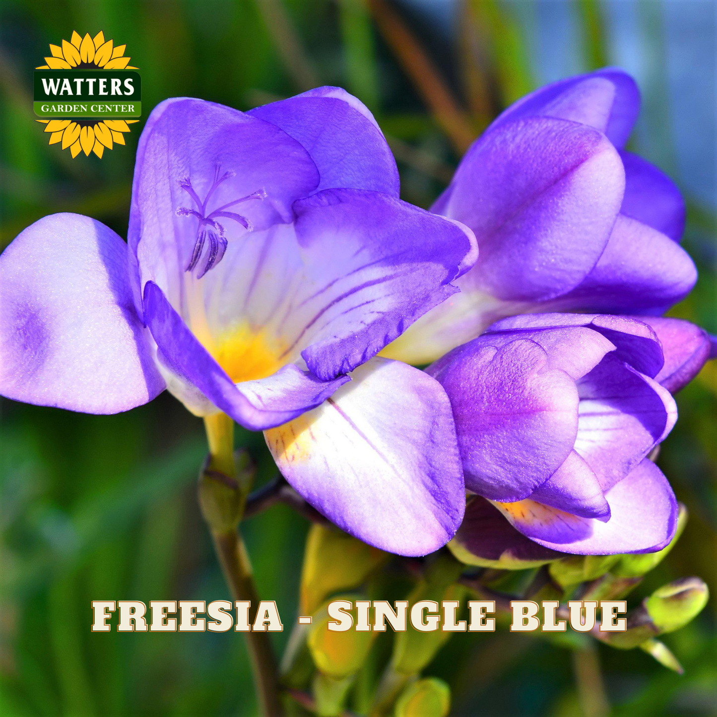 Purple Freesia blooms with green background and Watters Garden Center in upper left corner.